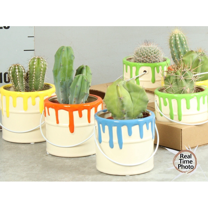 <h4>CACTUS OV</h4>