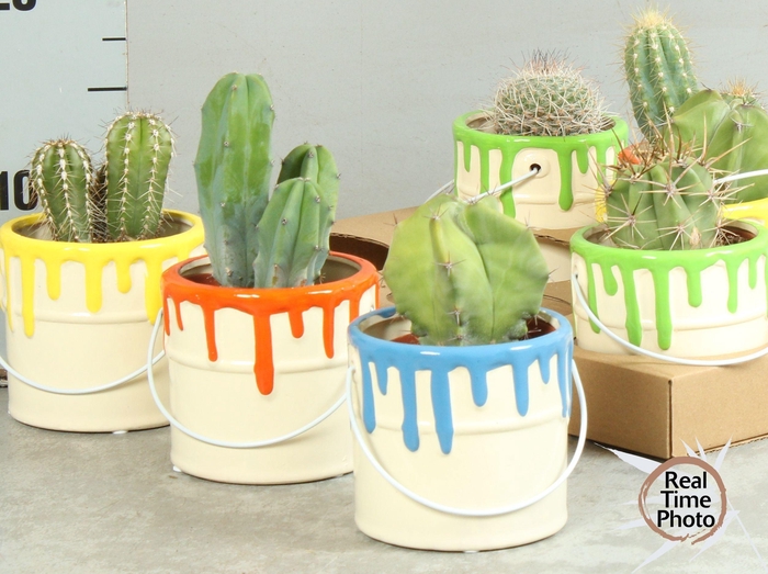 CACTUS OV