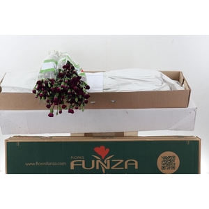 Di Tr Epsilon  x20 Box