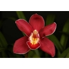 Cymbidium 12/15 Red Bl pst