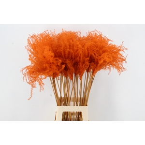 DF Miscanthus 90cm Orange