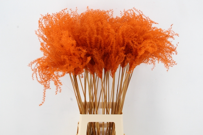 <h4>DF Miscanthus 90cm Orange</h4>