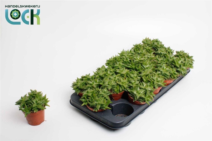 <h4>Aloe overig</h4>