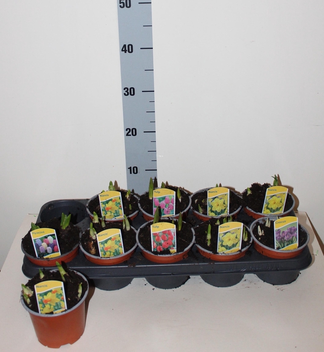 <h4>BOLBLOEMEN GEM</h4>