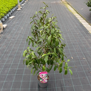 Magnolia figo 'Stellar Ruby'