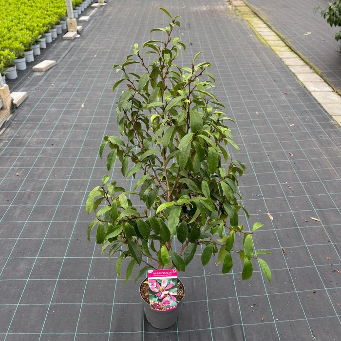 <h4>Magnolia figo 'Stellar Ruby'</h4>