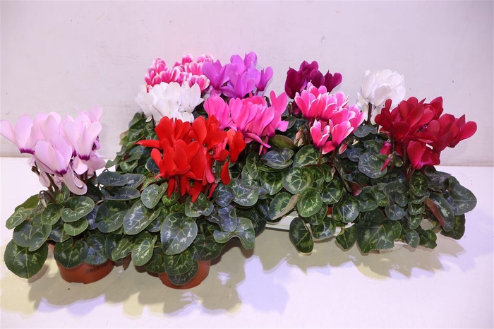 <h4>Cycl Md Sup Macro</h4>