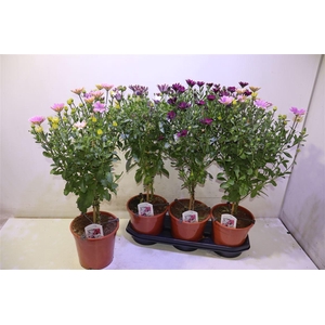 arr8 Osteo Gem Op Stam