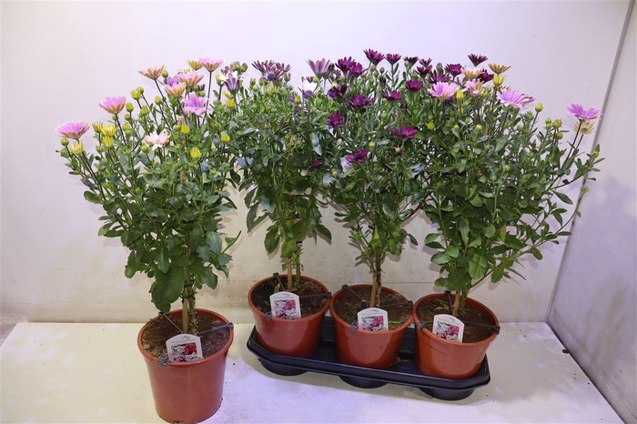 <h4>arr8 Osteo Gem Op Stam</h4>