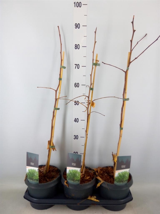 <h4>Ginkgo biloba   ...</h4>