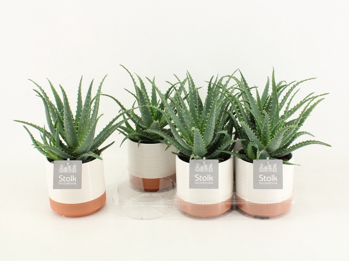 <h4>Aloe Arborescens Keramiek Milou</h4>