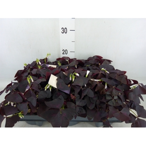 Oxalis trian.