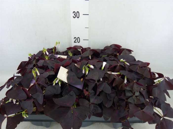 <h4>Oxalis trian.</h4>