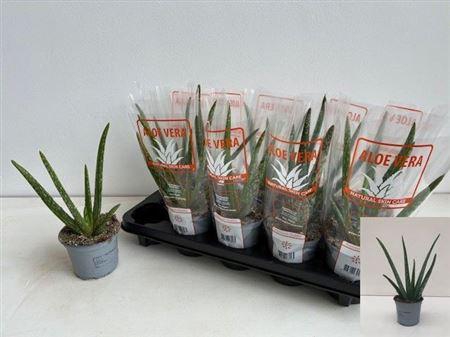 <h4>Aloe Vera</h4>