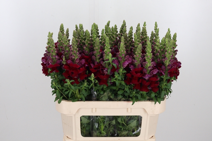 <h4>Antir Antibes Red</h4>