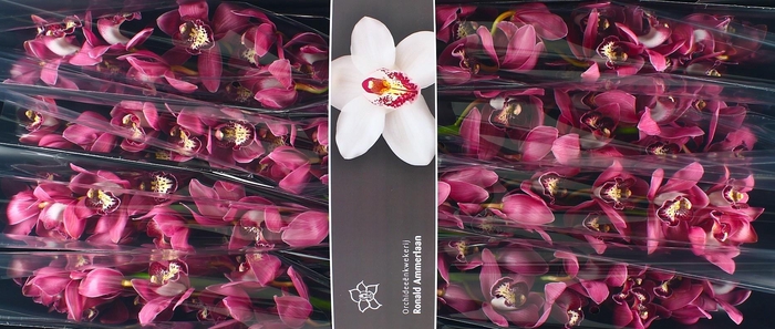 <h4>Cymb T Pinkpop</h4>