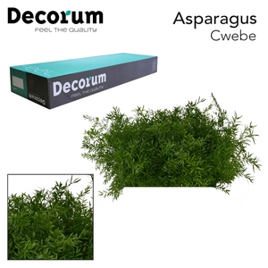 Asp Cwebe 50cm Box X50