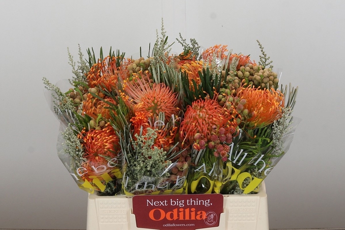 <h4>LEUCO CO OV</h4>