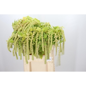 Amaranthus Caudatus Cycloop
