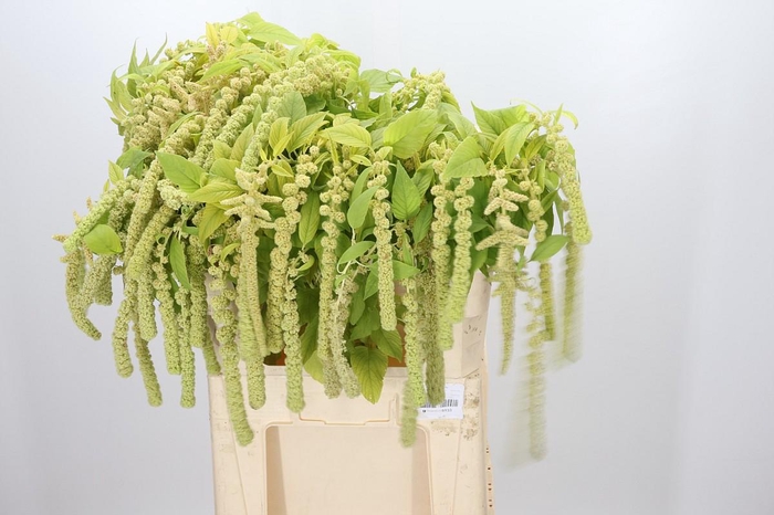 <h4>Amaranthus Caudatus Cycloop</h4>
