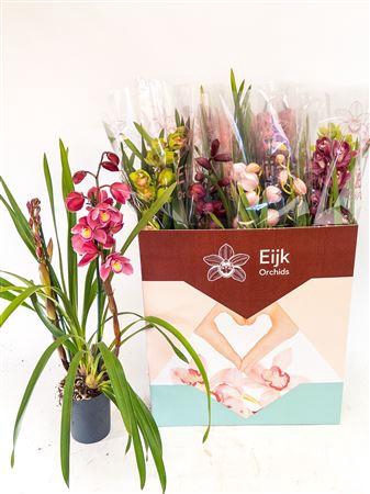 Cymb Gemengd 2 Branches