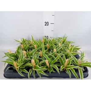 Chlorophytum com. 'Ocean'