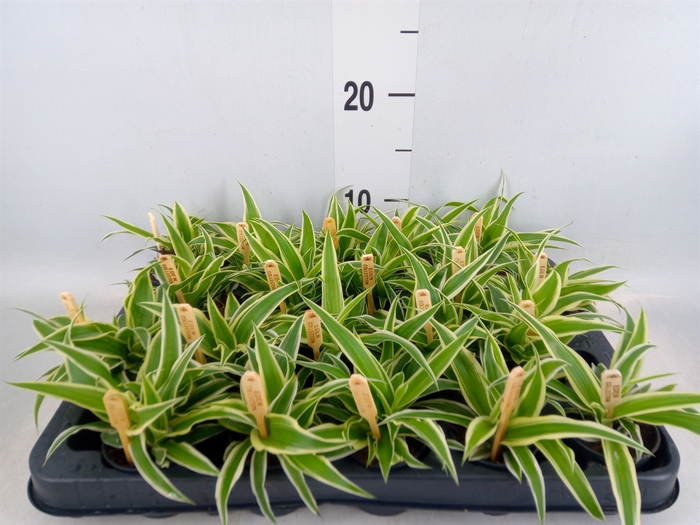 <h4>Chlorophytum com. 'Ocean'</h4>
