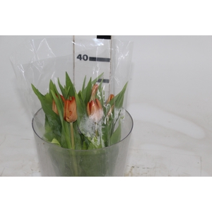 TULIPA LARANJA