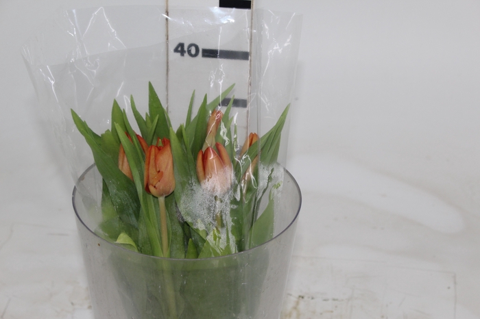 <h4>TULIPA LARANJA</h4>