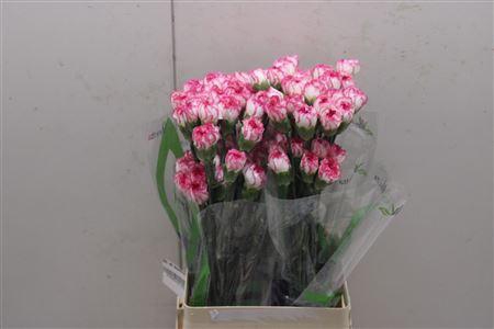 <h4>Di St Komachi</h4>