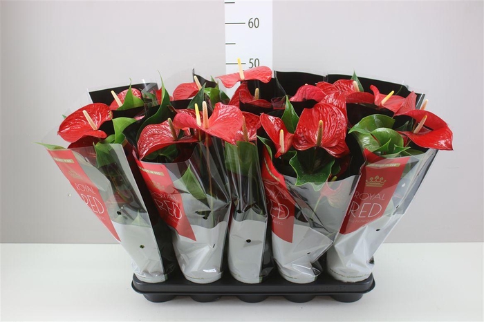 <h4>Anth An Querida</h4>