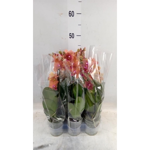 Phalaenopsis multi. 'Ant Bolzano'