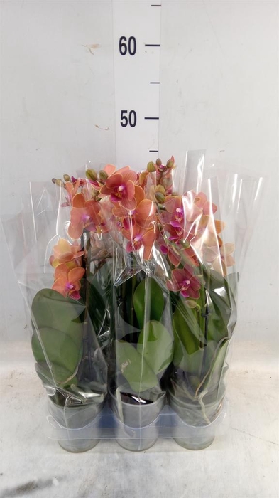 <h4>Phalaenopsis multi. 'Ant Bolzano'</h4>