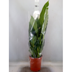 Spathiphyllum  'Sweet Lauretta'