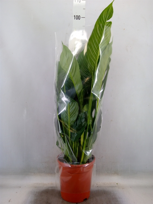 <h4>Spathiphyllum  'Sweet Lauretta'</h4>