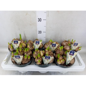 Hyacinthus orie. 'Multifl' ..