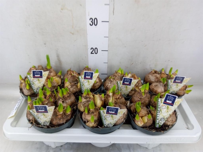 <h4>Hyacinthus orie. 'Multifl' ..</h4>