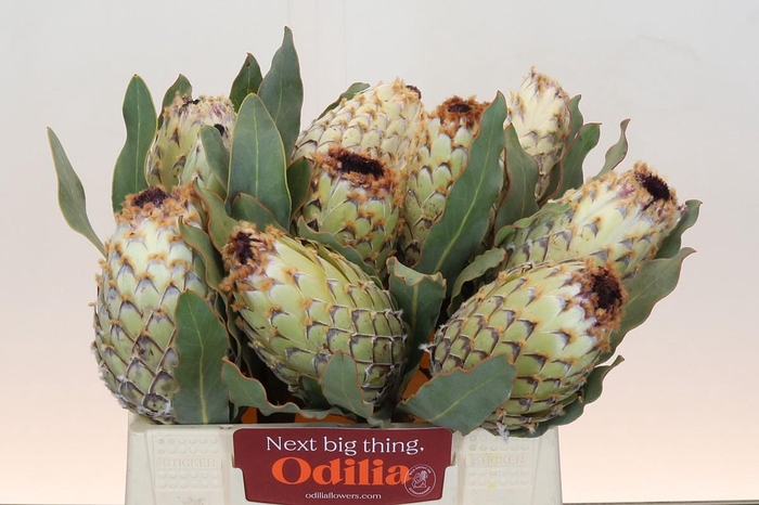 <h4>Protea Barbigera Ice Queen Air</h4>