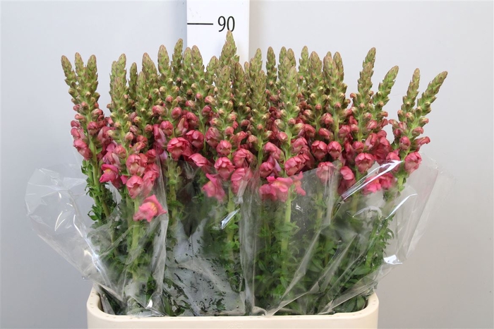 <h4>Antir Poto Rose</h4>