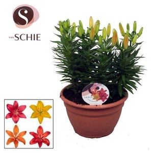 Az Trio Mix Schaal 9pp