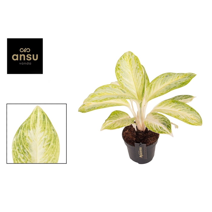 <h4>Aglaonema   ...</h4>