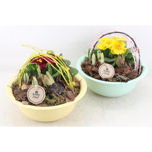 arr4 Primula PL - Zink bolschaaltje mix