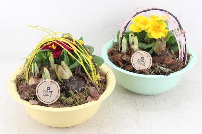 <h4>arr4 Primula PL - Zink bolschaaltje mix</h4>