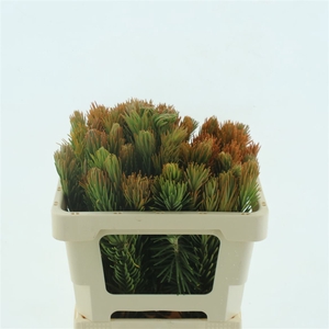 Kaaps Retzia Capensis