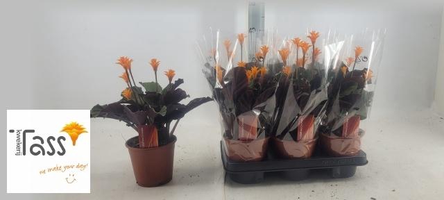 <h4>CALAT CROCATA</h4>