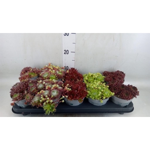 Sempervivum   ...