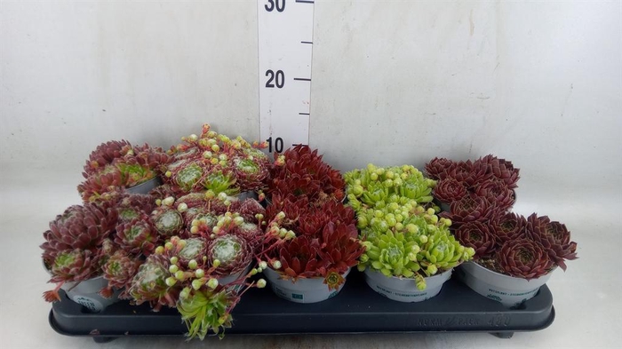 <h4>Sempervivum   ...</h4>