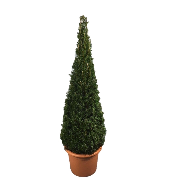 <h4>Taxus baccata</h4>
