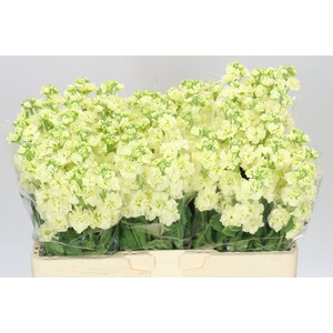 Matthiola Cream