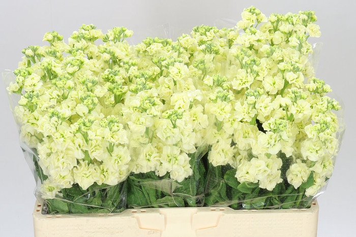 <h4>Matthiola Cream</h4>